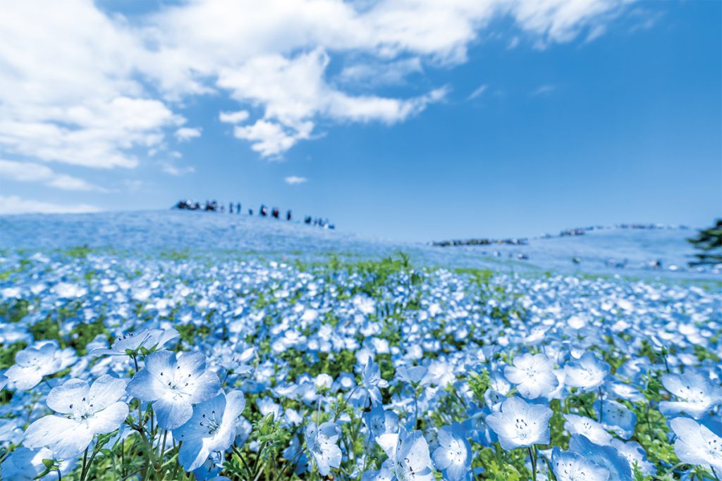 国営ひたち海浜公園(常陸那珂)