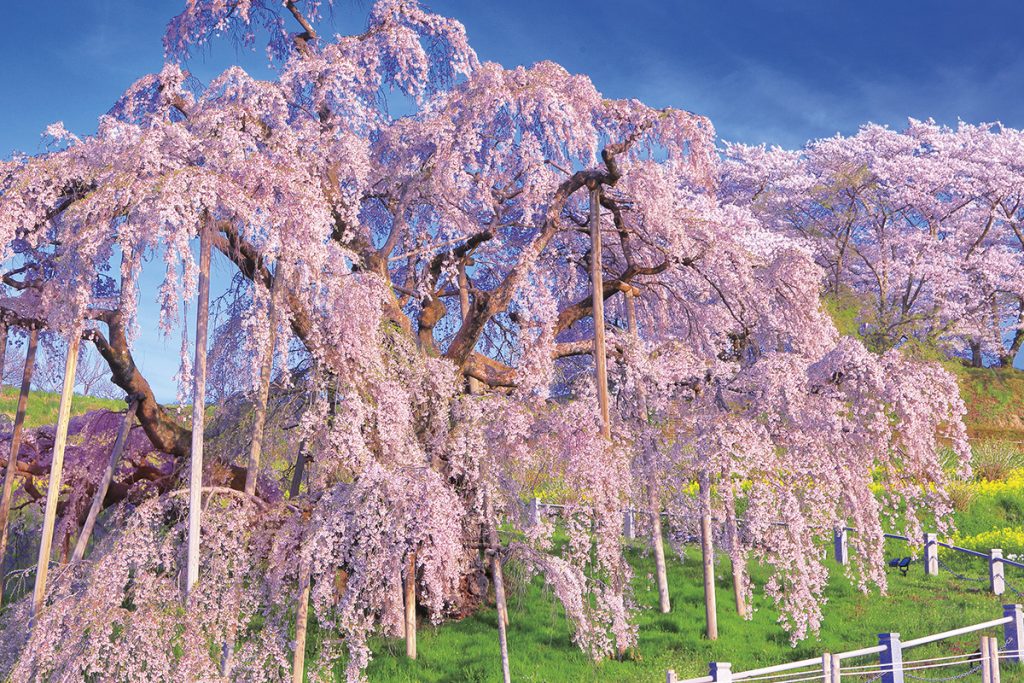 三春滝桜(小名浜)